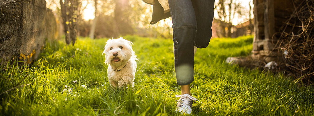 Dog running in the woods -- Check for Ticks!