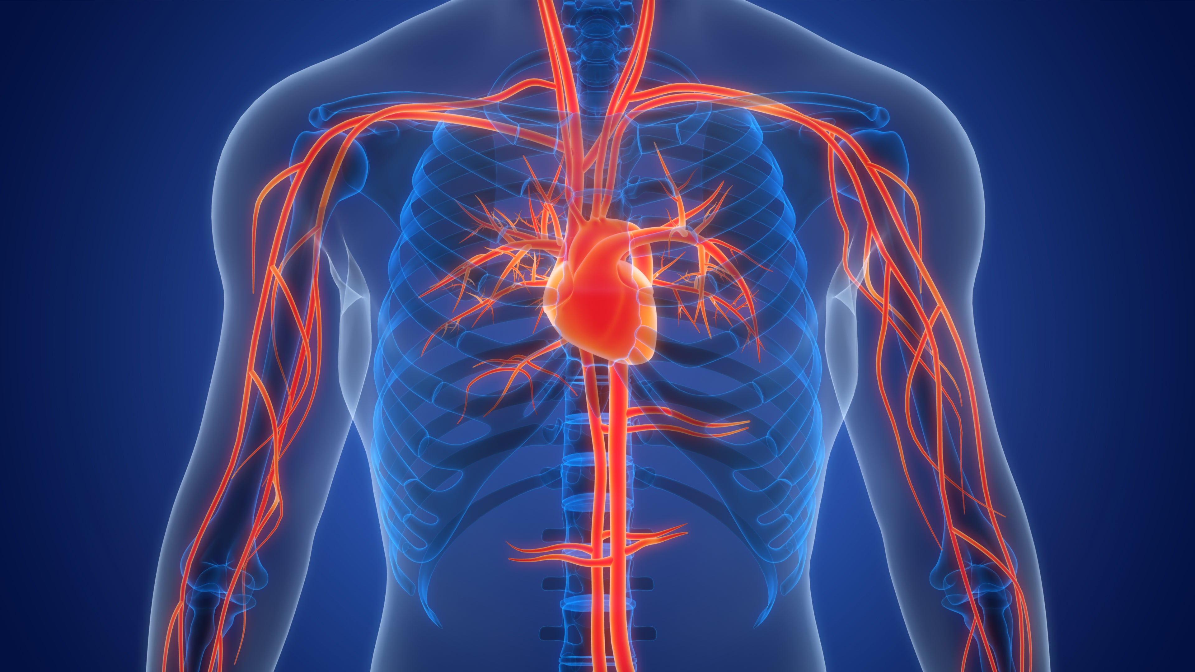 3D render of the body's heart and vascular system