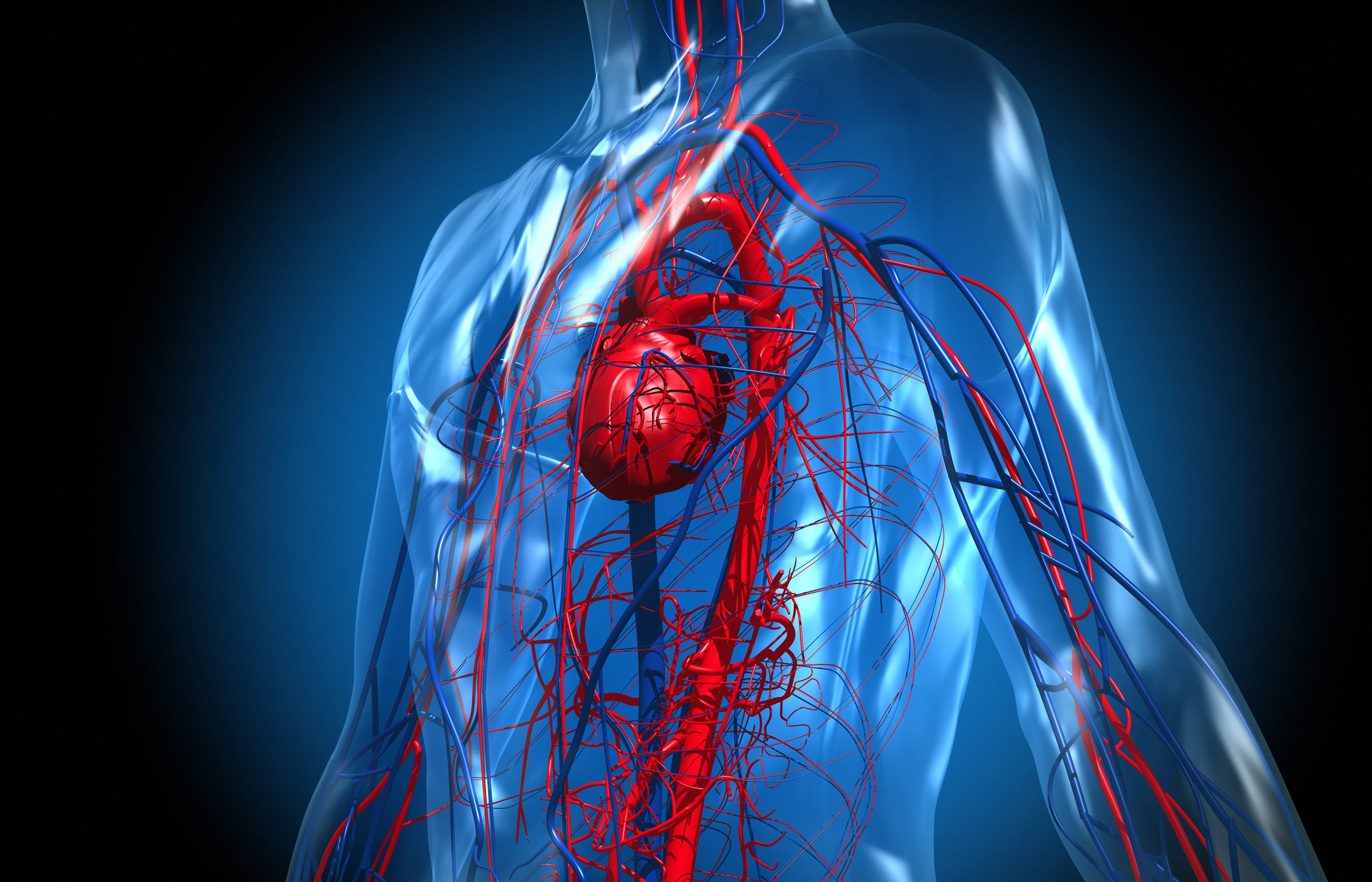 3D render of the human body's vascular system
