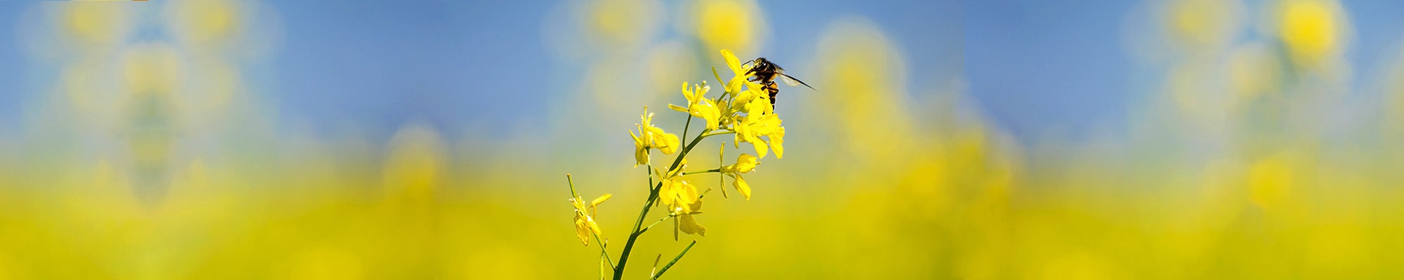 Tips and treatments to reduce seasonal allergies